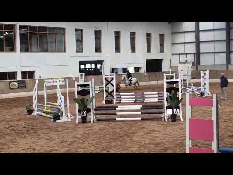A mothers dream 127cm gelding 8yo - Image 2