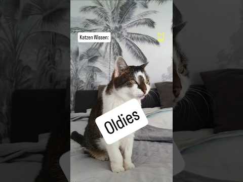 Wann sind Katzen alt? #katze #katzenliebe #cat #katzenleben