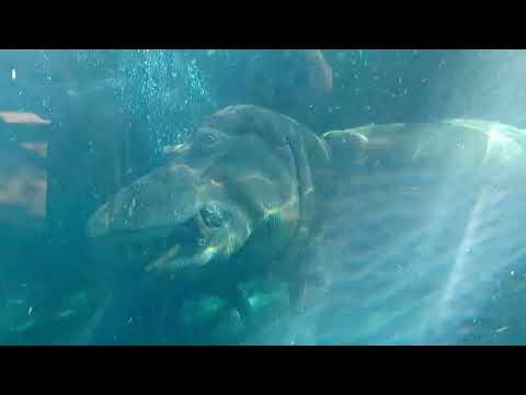 Fritz, Tucker, Bibi & Fiona!