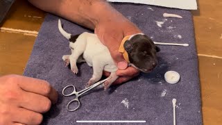 Docking Puppies Tails & Removing Dewclaws - How To - German Shorthaired Pointer Breed Standard