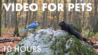 Blue Jays, Black Squirrels and Forest Friends in Fall - 10 Hour Cat TV for Pets 🐱 - Oct 30, 2025