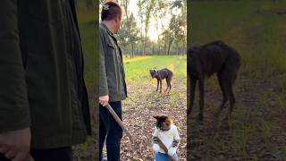 レベル3の変異した犬と戦う猫とホリエモン