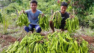 Download lagu The fourth season of petai harvest at the forest hut ‼️ mp3