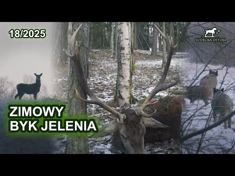 Zimowy byk jelenia - Zimowy podchód - SUDECKA OSTOJA 20/2025 red stag hunting