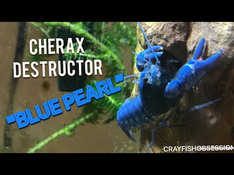 CHERAX DESTRUCTOR “BLUE PEARL”! Blue Crayfish, Yabby, Abildus, Care, Information