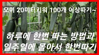 오이 20미터 키워 100개이상 따고 하루에 한번씩 따는 방법 일주일에 몰아서 한번에 따는법 전원일기인간극장…