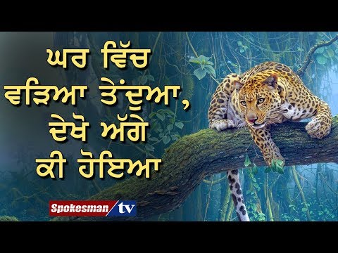 ਘਰ ਵਿੱਚ ਵੜਿਆ ਤੇਂਦੁਆ, ਦੇਖੋ ਅੱਗੇ ਕੀ ਹੋਇਆ