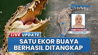 Buaya Resahkan Warga, Tim PMK Tarakan Berhasil Evakuasi setelah Terkam Orang di Waduk Persemaian