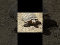 The Impressive Lifespan Of Desert Tortoises A Remarkable Journey Through 80 100 Years Or More SGK