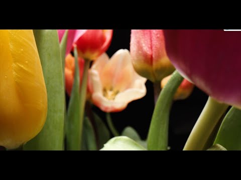 Video thumbnail for Dearly Beloved