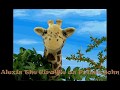 Wally Hood Cast Video