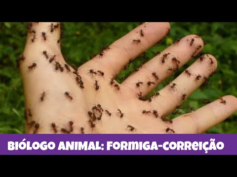 ANIMAL Biologist: Army Ant