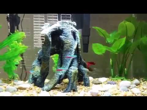 10 gallon Betta Fish Tank