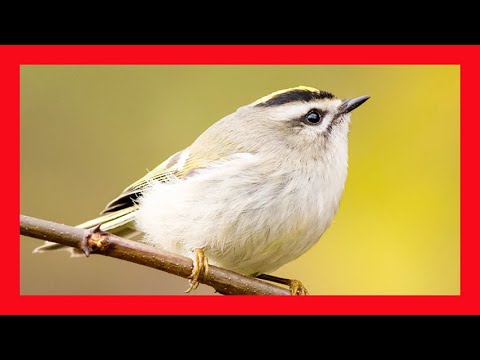 Králik satrapa (Regulus satrapa) — správanie, biotop a hlas