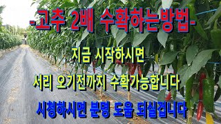 고추 2차 성장 시켜서 일년에 농사 2번 짓고 2배 수확하는 방법