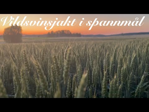 Vildsvinsjakt i spannmål!🇸🇪