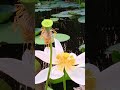 Graceful Lotus In Bloom Nature Explore Shotrs Viralvideo