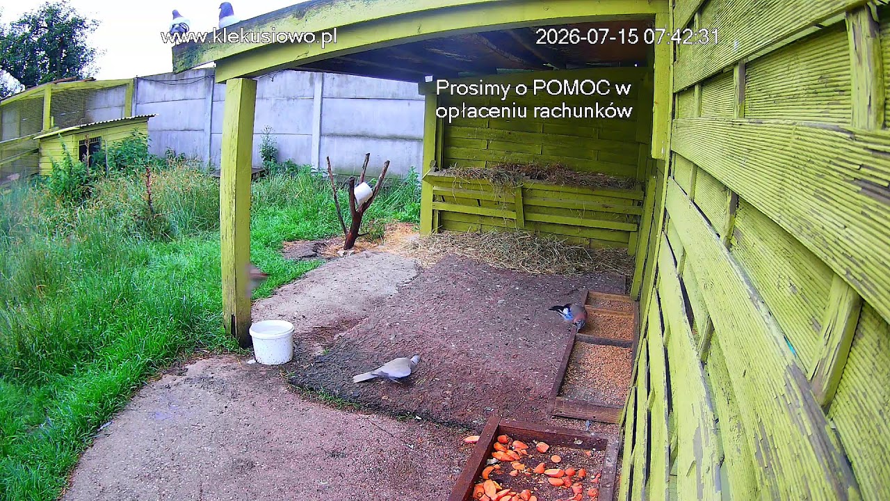 Live webcam view of Klekusiowo Roe Deer Sanctuary