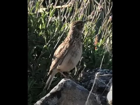 ALONDRA DE DUPONT | DUPONT´S LARK | Chersophil