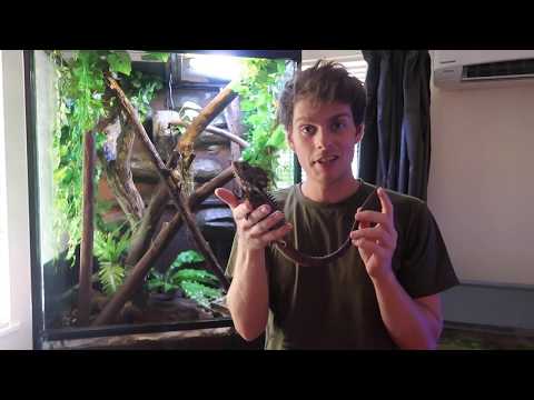 Baby Boyds Forest Dragons 2019