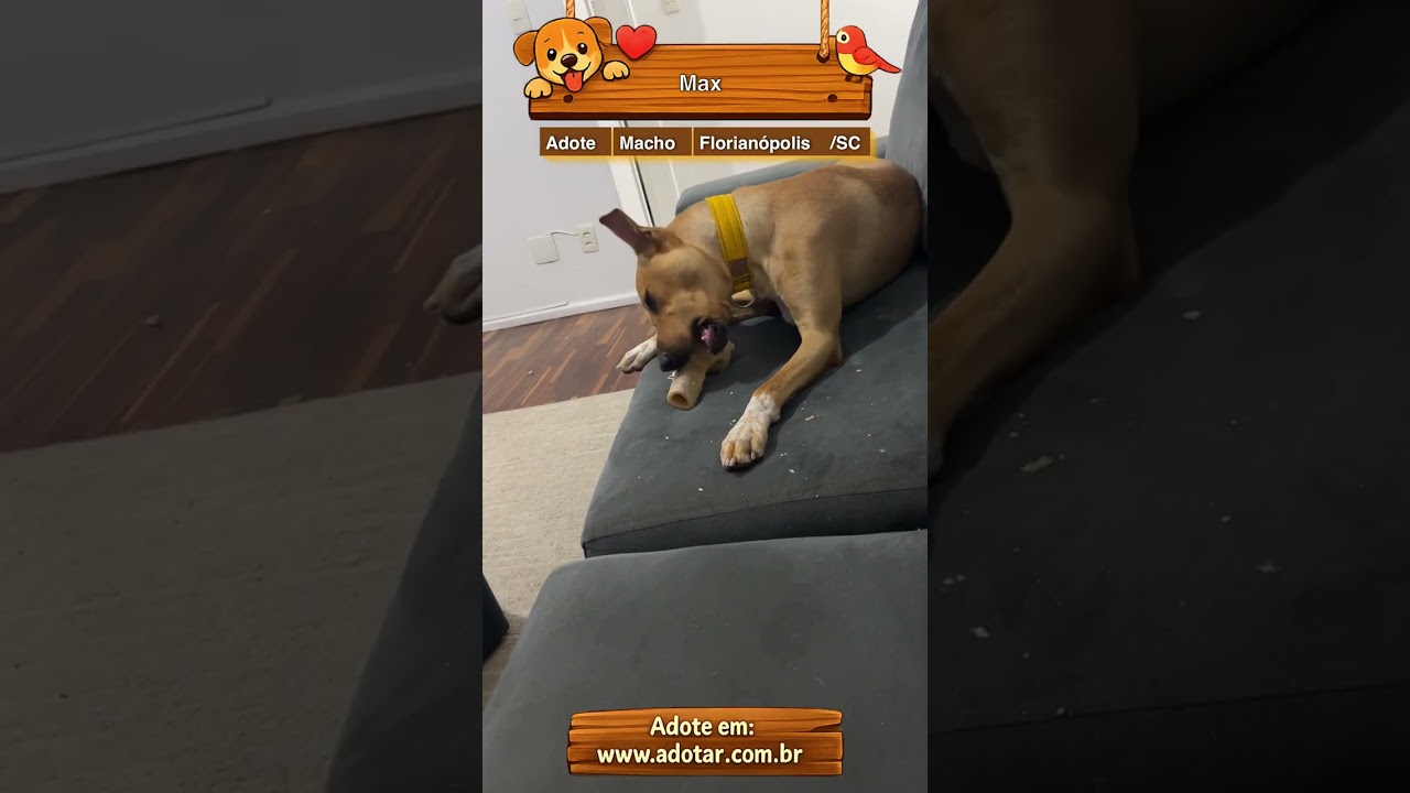 Cachorro raça SRD-ViraLata idade 1 ano nome Max