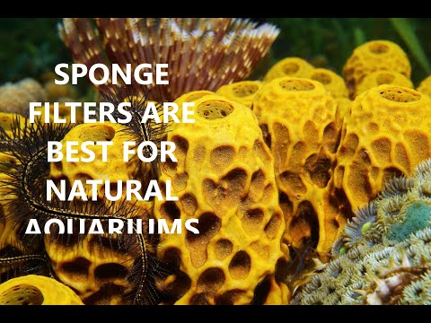 SPONGE FILTERS ARE THE BEST FILTER FOR A NATURAL AQUARIUM