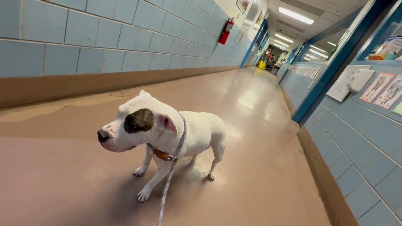 Enlarge Bouffant, a ADOPTABLE Pit Bull Terrier in Chicago, IL video 2/2