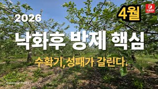 [사과재배] 타이밍이 결정한다/낙화후 핵심 