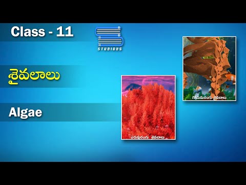 శైవలాలు | Algae - Plant Kingdom in Telugu | Biology