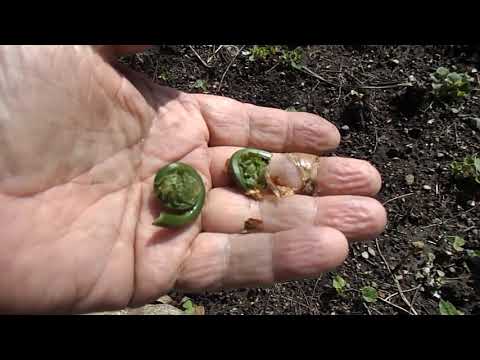 It's Fiddlehead Time in New Hampshire