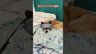 ホットアイマスク豆柴 #shibainu #柴犬 #cute #犬のいる暮らし #アイマスク