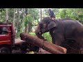 Elephant Loading Timber To A Truck