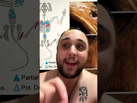 Cave Lions being HUNTED by Neanderthals? What?!