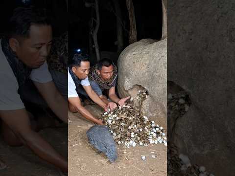 amazing quail hatching in stone #shortsvideo #nature #viralshort