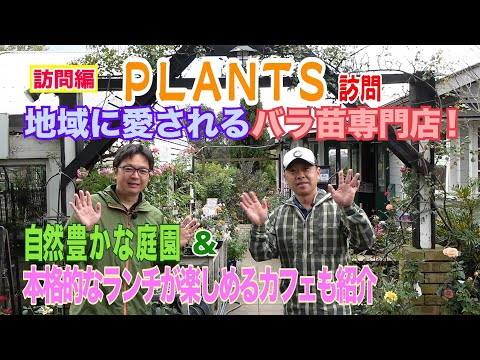 バラの茂みの景観デザイン低成長ベンチレスト