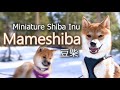 Mameshiba - Miniature Shiba Inu - 豆柴 - 柴犬