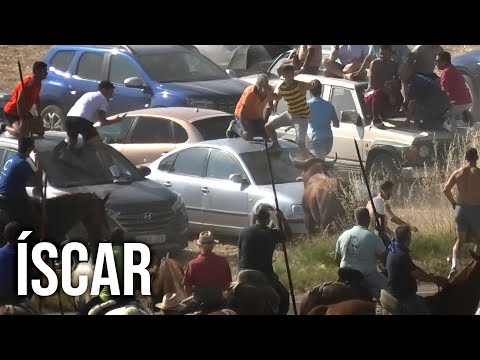 El Toro se Escapa a los Coches Íscar Último Encierro 2024
