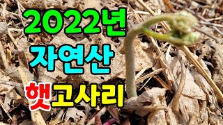 햇고사리수확시기 / 처음 수확하는 고사리는 오사리 / 고사리 서리피해
