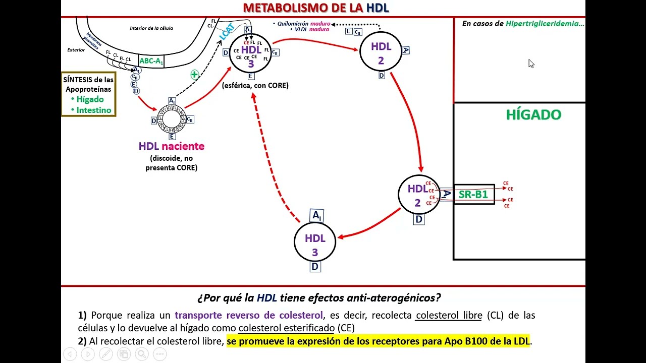 Metabolismo de la HDL