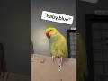 The Story Of Her First Love 🩵 Grief Loss Talkingparrot Talkingbird Parrot Griefjourney