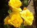 Kevin Kendle,.."Skylark",..Yellow Roses.