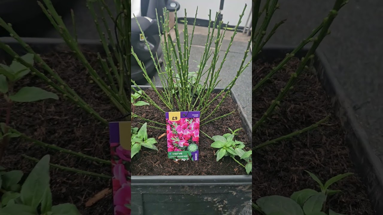 PLANTED POTS 18th APRIL 2026 CYTISUS BOSKOOP RUBY & TRAILING FUCHSIAS