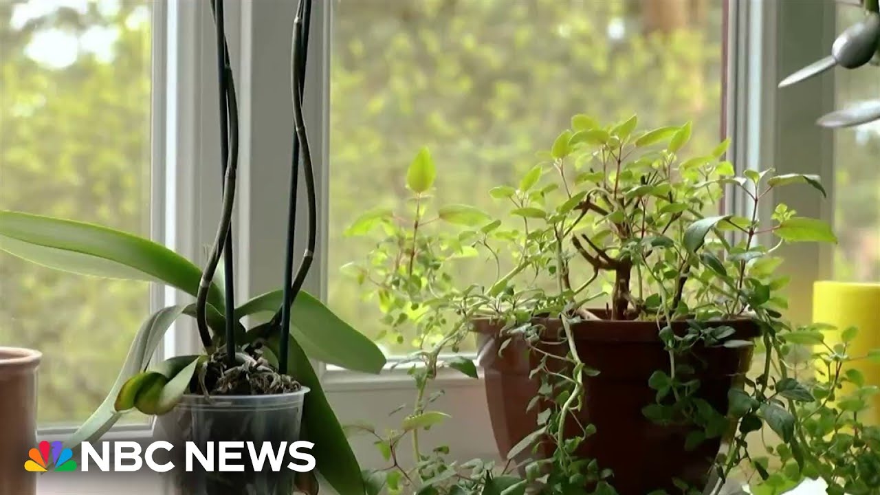 Spelman College students invent a way for plants to talk with the help of AI