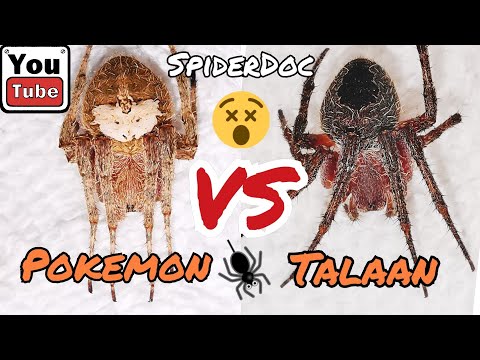 POKEMON vs BROWN TALA. MASBATE Spider Fight! EPIC COMEBACK. Fast Fight. Spider Fight.