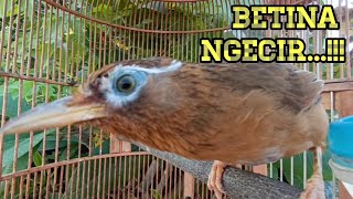 Download lagu WAMBI BETINA PENDONGKRAK EMOSI WAMBI JANTAN mp3