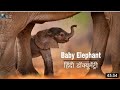 Wild Baby Elephant Documentary In Hindi Hindi Language Documentary