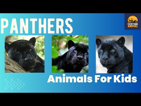 Panthers | Animals For Kids | Everything Animals