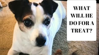WHAT WILL HE DO FOR A TREAT?