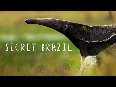 Secret Brazil: Wild Pantanal [National Geographic Documentary HD 2017]