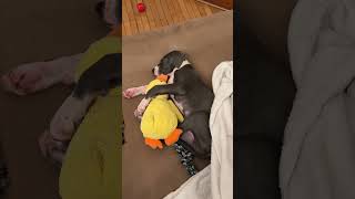 Great Dane Puppy Feelin’ Good